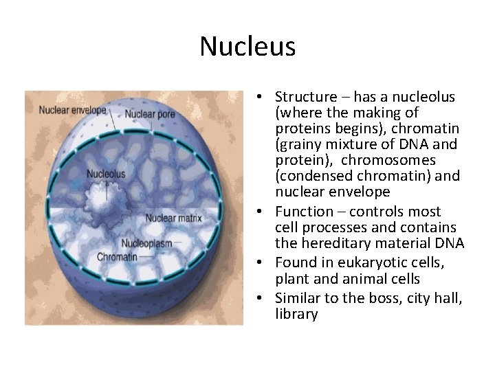 Nucleus • Structure – has a nucleolus (where the making of proteins begins), chromatin