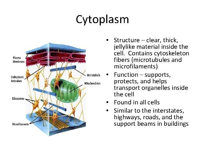 Cytoplasm • Structure – clear, thick, jellylike material inside the cell. Contains cytoskeleton fibers