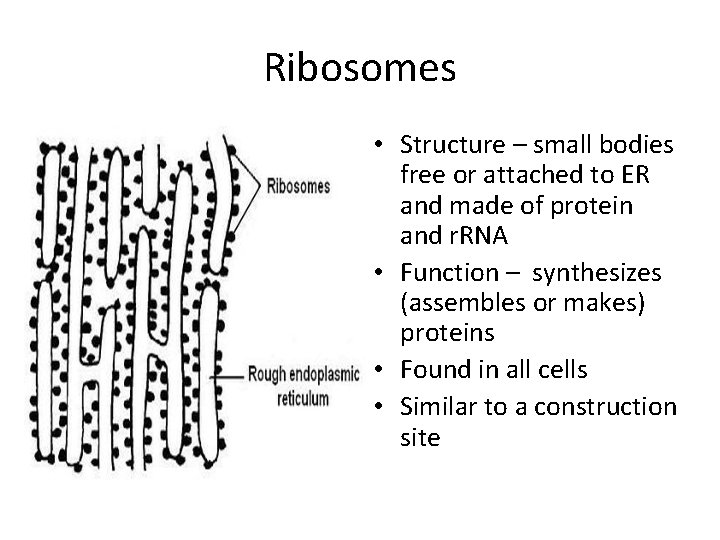 Ribosomes • Structure – small bodies free or attached to ER and made of