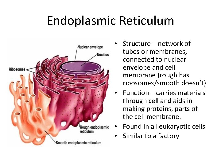 Endoplasmic Reticulum • Structure – network of tubes or membranes; connected to nuclear envelope