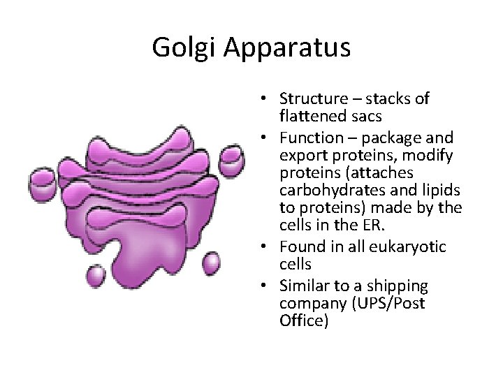 Golgi Apparatus • Structure – stacks of flattened sacs • Function – package and