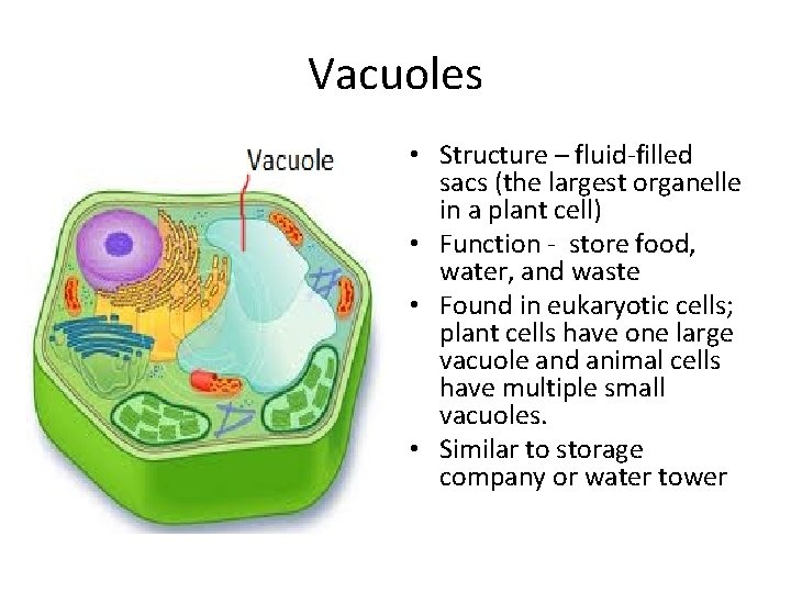 Vacuoles • Structure – fluid-filled sacs (the largest organelle in a plant cell) •