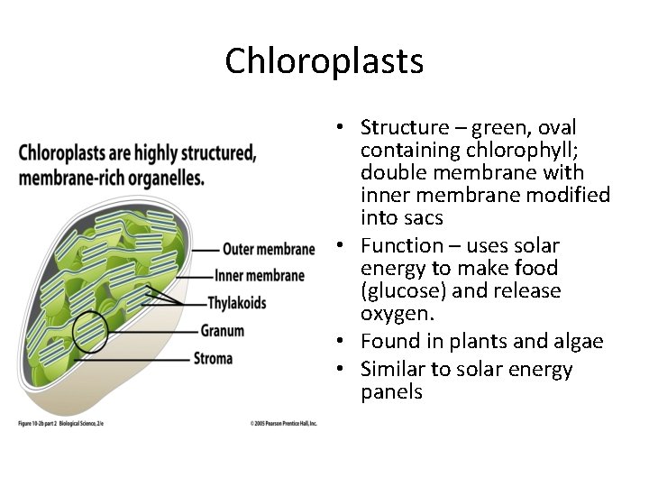 Chloroplasts • Structure – green, oval containing chlorophyll; double membrane with inner membrane modified