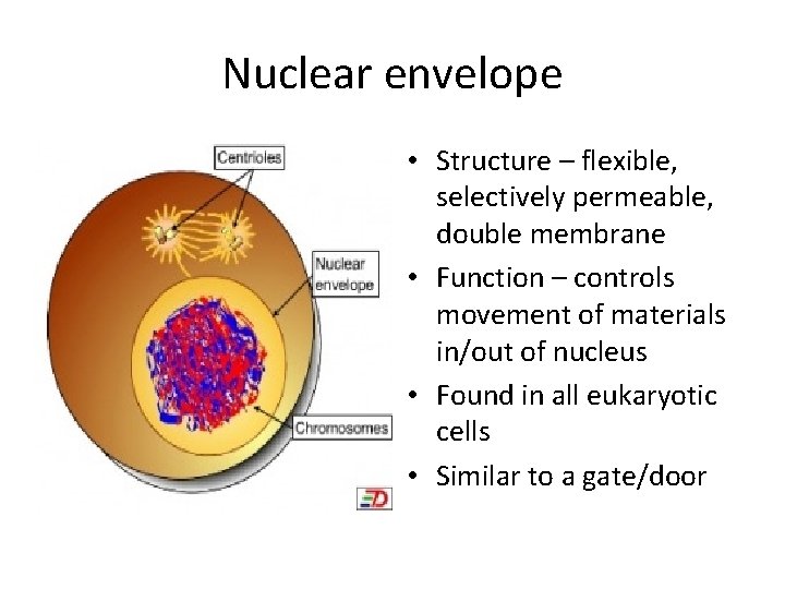 Nuclear envelope • Structure – flexible, selectively permeable, double membrane • Function – controls