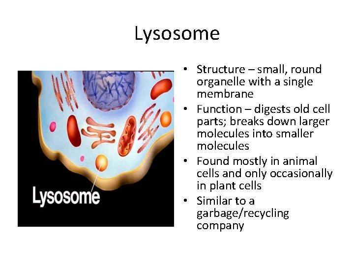 Lysosome • Structure – small, round organelle with a single membrane • Function –