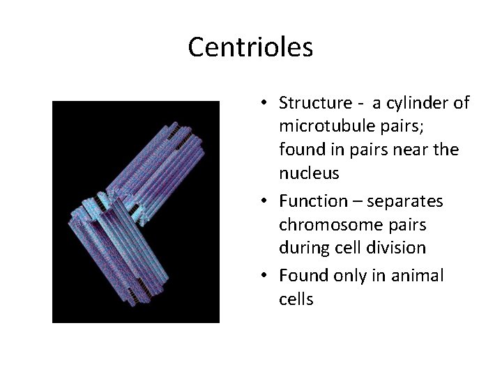 Centrioles • Structure - a cylinder of microtubule pairs; found in pairs near the