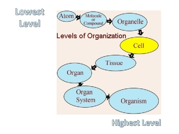 Lowest Level Highest Level 