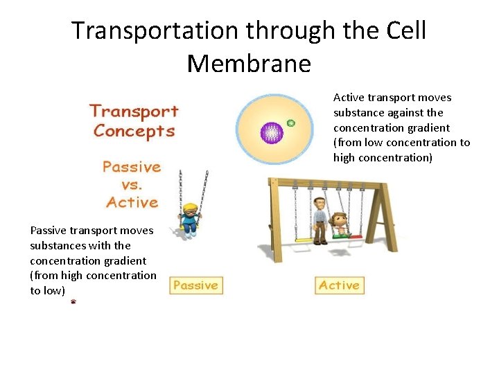 Transportation through the Cell Membrane Active transport moves substance against the concentration gradient (from