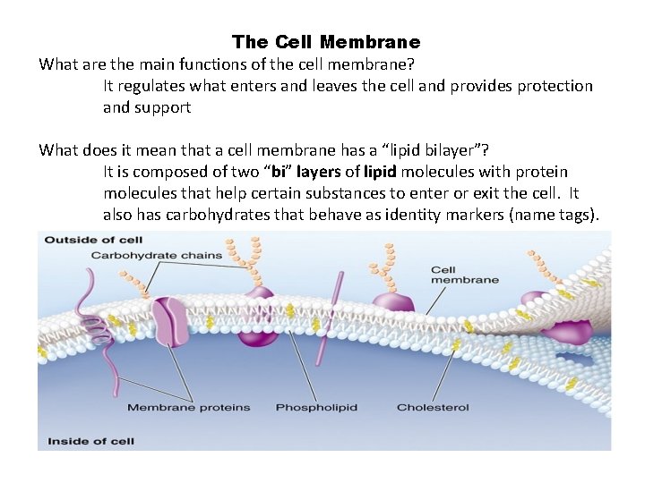 The Cell Membrane What are the main functions of the cell membrane? It regulates