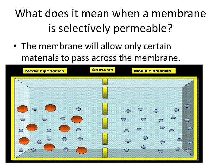 What does it mean when a membrane is selectively permeable? • The membrane will