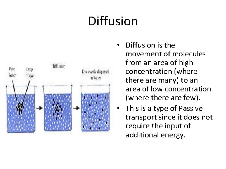 Diffusion • Diffusion is the movement of molecules from an area of high concentration