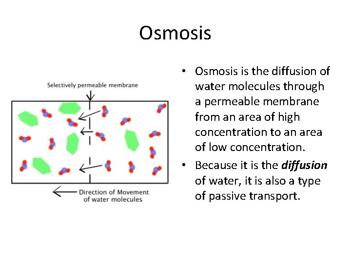Osmosis • Osmosis is the diffusion of water molecules through a permeable membrane from