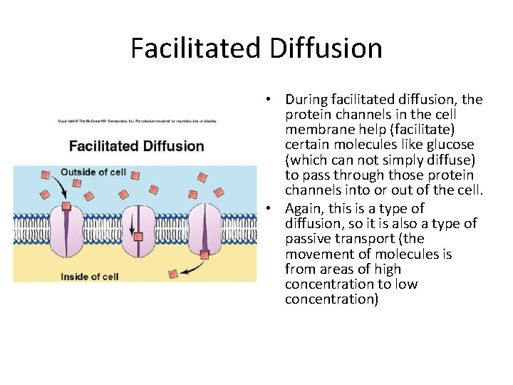 Facilitated Diffusion • During facilitated diffusion, the protein channels in the cell membrane help