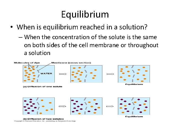 Equilibrium • When is equilibrium reached in a solution? – When the concentration of