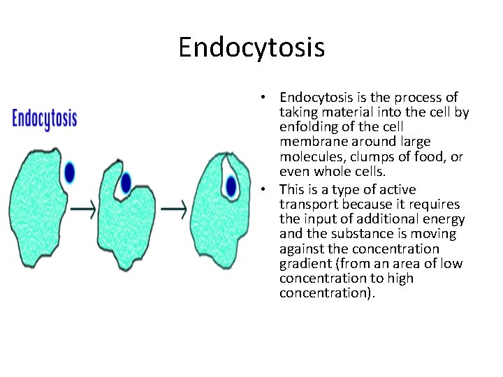 Endocytosis • Endocytosis is the process of taking material into the cell by enfolding