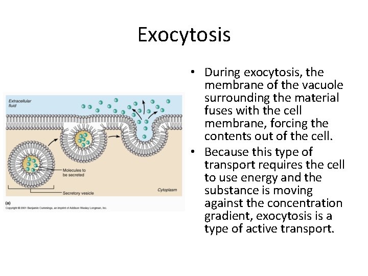 Exocytosis • During exocytosis, the membrane of the vacuole surrounding the material fuses with