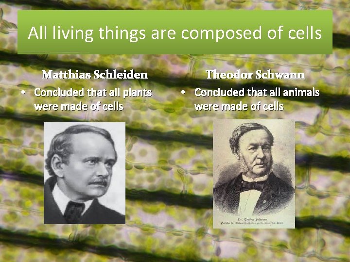 All living things are composed of cells Matthias Schleiden • Concluded that all plants