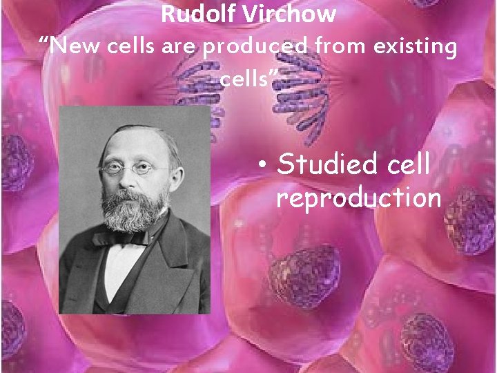 Rudolf Virchow “New cells are produced from existing cells” • Studied cell reproduction 