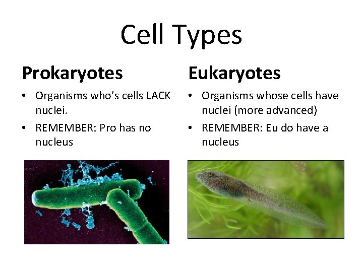 Cell Types Prokaryotes Eukaryotes • Organisms who’s cells LACK nuclei. • REMEMBER: Pro has