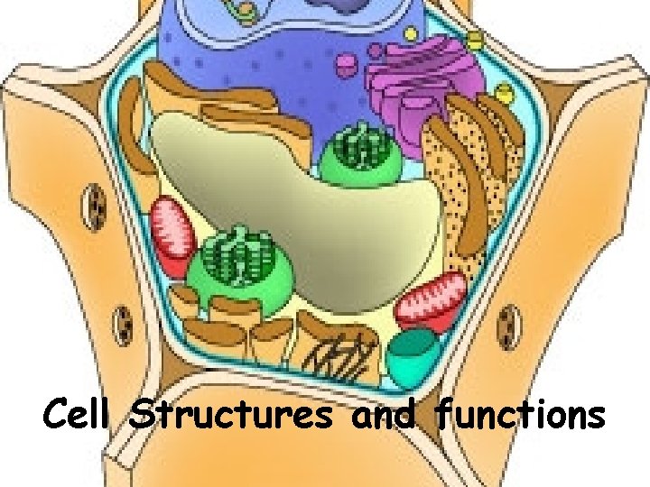 Cell Structures and functions 