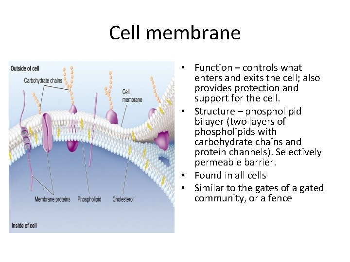 Cell membrane • Function – controls what enters and exits the cell; also provides