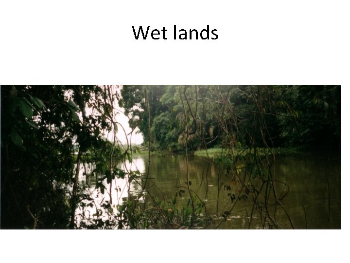 Wet lands Wet lands