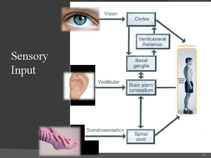 Sensory Input 16 