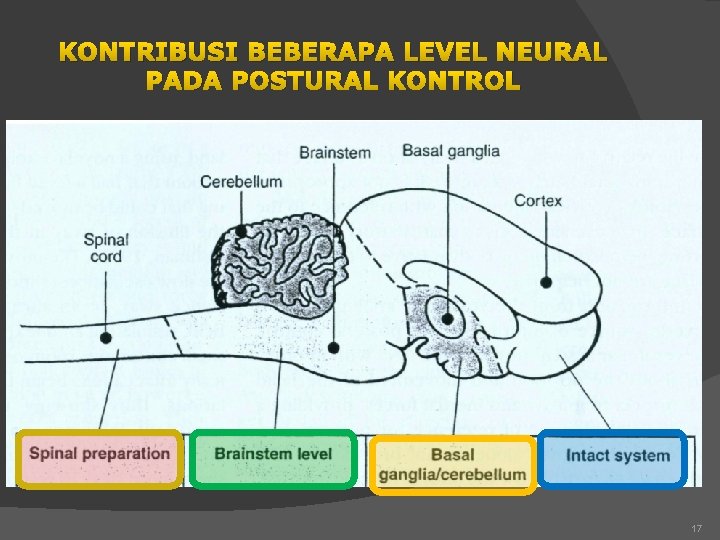 KONTRIBUSI BEBERAPA LEVEL NEURAL PADA POSTURAL KONTROL 17 