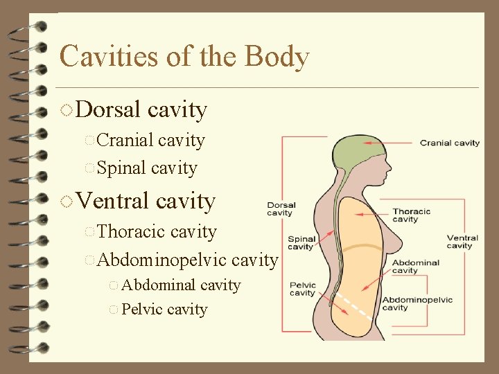 Cavities of the Body ◌Dorsal cavity ◌ Cranial cavity ◌ Spinal cavity ◌Ventral cavity
