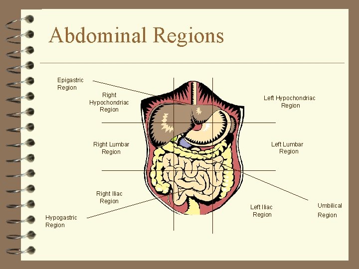 Abdominal Regions Epigastric Region Right Hypochondriac Region Right Lumbar Region Right Iliac Region Hypogastric