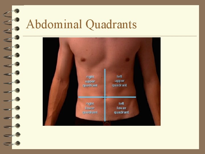 Abdominal Quadrants 