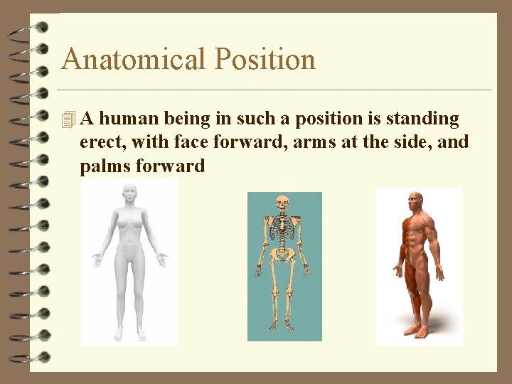 Anatomical Position 4 A human being in such a position is standing erect, with