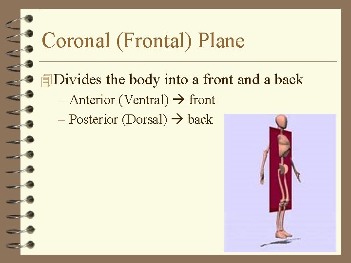 Coronal (Frontal) Plane 4 Divides the body into a front and a back –