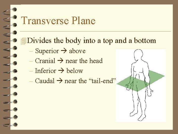 Transverse Plane 4 Divides the body into a top and a bottom – Superior