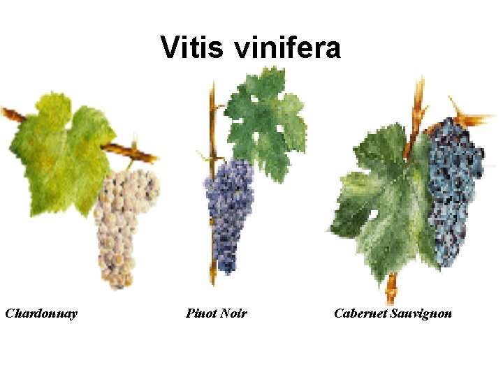 Vitis vinifera Chardonnay Pinot Noir Cabernet Sauvignon 