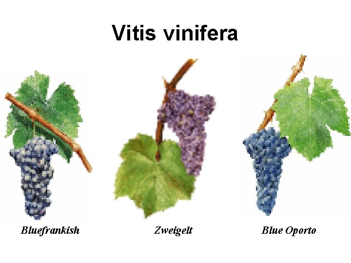 Vitis vinifera Bluefrankish Zweigelt Blue Oporto 