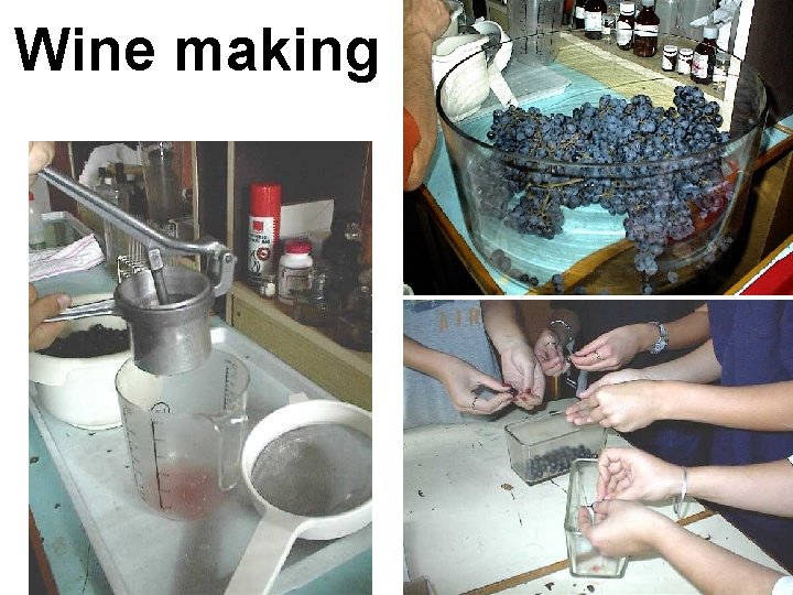 Wine making 