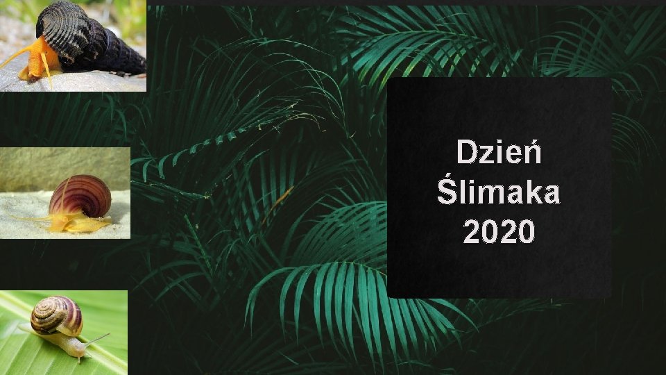 . Dzień Ślimaka 2020 