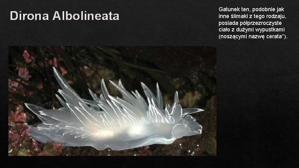 Dirona Albolineata Gatunek ten, podobnie jak inne ślimaki z tego rodzaju, posiada półprzezroczyste ciało
