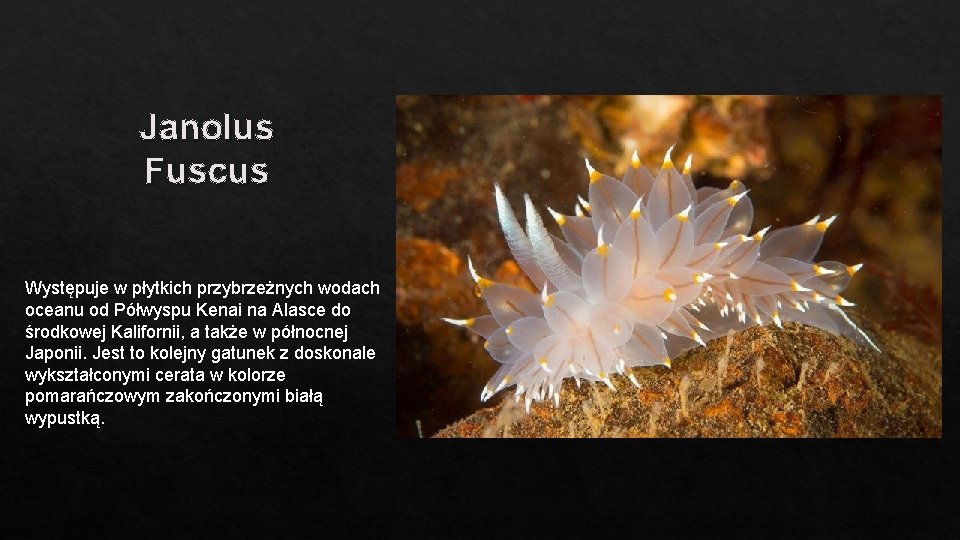 Janolus Fuscus Występuje w płytkich przybrzeżnych wodach oceanu od Półwyspu Kenai na Alasce do