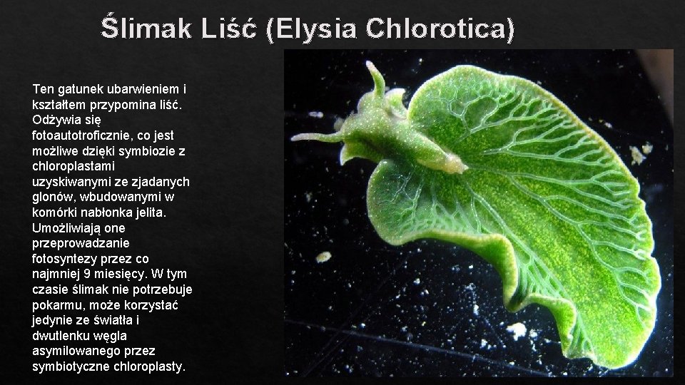 Ślimak Liść (Elysia Chlorotica) Ten gatunek ubarwieniem i kształtem przypomina liść. Odżywia się fotoautotroficznie,