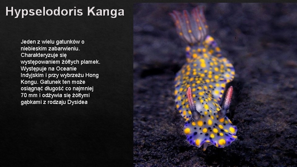 Hypselodoris Kanga Jeden z wielu gatunków o niebieskim zabarwieniu. Charakteryzuje się występowaniem żółtych plamek.