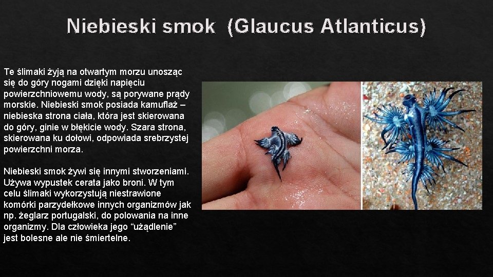Niebieski smok (Glaucus Atlanticus) Te ślimaki żyją na otwartym morzu unosząc się do góry