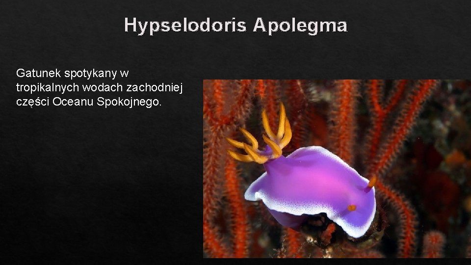 Hypselodoris Apolegma Gatunek spotykany w tropikalnych wodach zachodniej części Oceanu Spokojnego. 