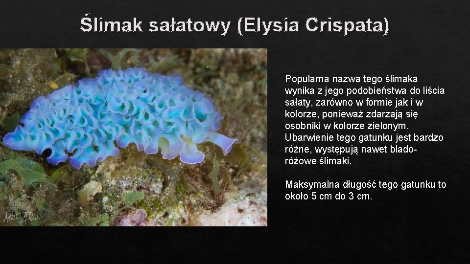 Ślimak sałatowy (Elysia Crispata) Popularna nazwa tego ślimaka wynika z jego podobieństwa do liścia