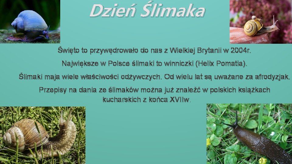 Dzień Ślimaka Święto to przywędrowało do nas z Wielkiej Brytanii w 2004 r. Największe