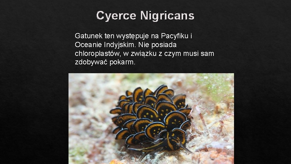 Cyerce Nigricans Gatunek ten występuje na Pacyfiku i Oceanie Indyjskim. Nie posiada chloroplastów, w