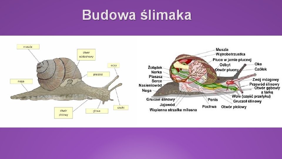 Budowa ślimaka 