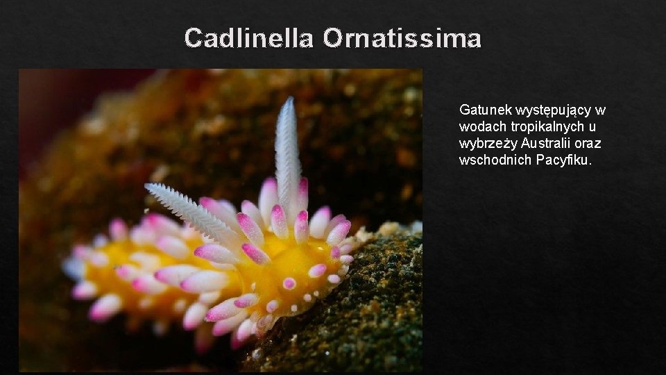 Cadlinella Ornatissima Gatunek występujący w wodach tropikalnych u wybrzeży Australii oraz wschodnich Pacyfiku. 