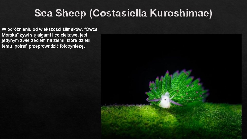 Sea Sheep (Costasiella Kuroshimae) W odróżnieniu od większości ślimaków, “Owca Morska” żywi się algami